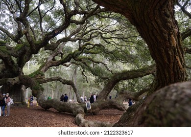28 Dec, 2021, Johns Island, South Carolina, USA: fairytale-esque Angel Oak Tree near Charleston City, SC. No entrance fee. The tree is 400-500 years, 60 ft. tall with a wide canopy, massive branches