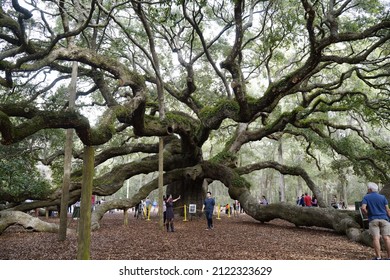28 Dec, 2021, Johns Island, South Carolina, USA: fairytale-esque Angel Oak Tree near Charleston City, SC. No entrance fee. The tree is 400-500 years, 60 ft. tall with a wide canopy, massive branches