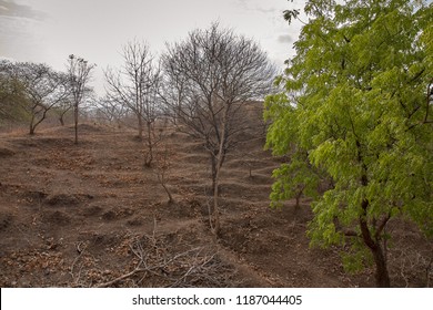 28 Jun 2012 Dry Forest Kevadiya Colony Near Sardar Sarovar Narmada Dam GUJARAT INDIA Asia