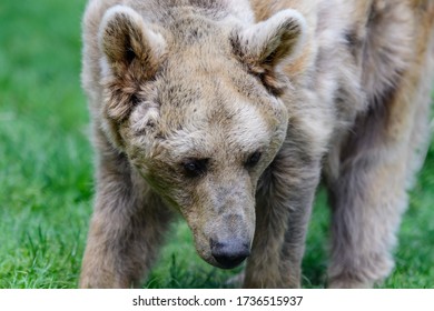 28 Year Old Female Brown Bear, Ursus Arctos