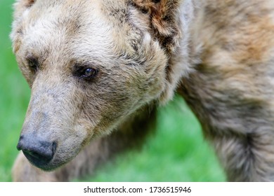 28 Year Old Female Brown Bear, Ursus Arctos