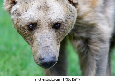 28 Year Old Female Brown Bear, Ursus Arctos