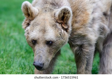 28 Year Old Female Brown Bear, Ursus Arctos