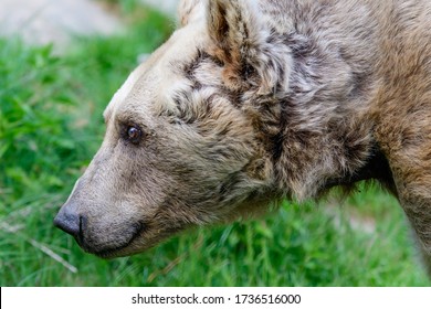 28 Year Old Female Brown Bear, Ursus Arctos