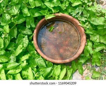 29 August 2018 1000 Hours At Giglana Neemrana Rajasthan In India. A Water Pot For Birds Specially Small Sparrows Surrounded By Liana.