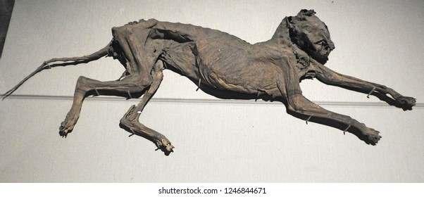 29th November 2018 Dublin. The Mummified Cat found in a church organ pipe in the 1950s in the underground crypt in  Christ Church Cathedral, Dublin. 