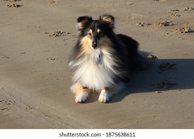 29th November 2020- An Adorable Tricolour Shetland Sheepdog Laying Down On The Sandy Beach At Pendine, Carmarthenshire, Wales, UK.