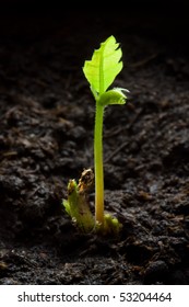 2-day Newborn Oak Sapling