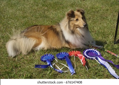 2nd July 2017- A Shetland Sheepdog With Her Winning Rosettes At A Dog Show In Pembrey Country Park Near Llanelli, Carmarthenshire, Wales, UK.