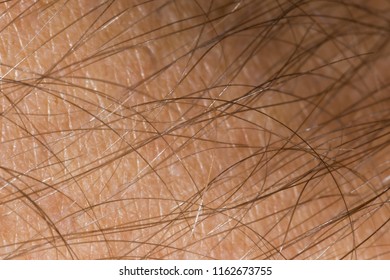 A 2x Macro Close Up Of The Hair And Skin Of A Man's Forearm 