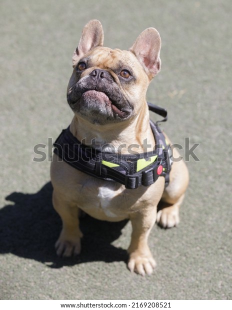 2-Years-Old Tan Frenchie Male\
Looking Up with Mouth Closed. Off-leash dog park in Northern\
California.
