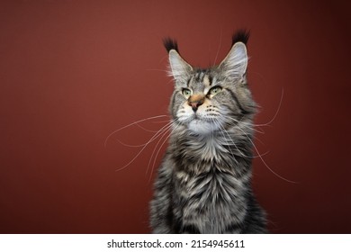 3 4 view portrait of beautiful tabby maine coon cat with long whiskers and ear tassel on red brown background