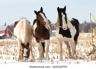 horses playing