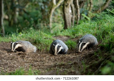 3 Badgers Emerging From Sett