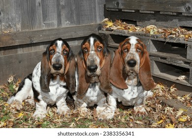 3 Basset Hounds sitting in fall leaves in front of a fence and pallets