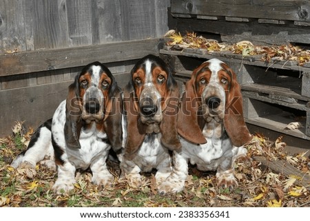 3 Basset Hounds sitting in fall leaves in front of a fence and pallets