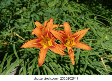 3 bright orange flowers of common daylily in June