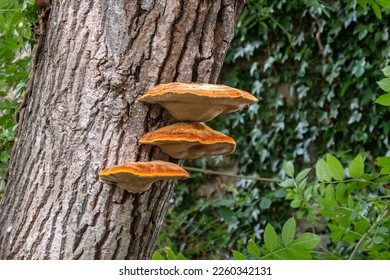3 bright yellow orange caps of shaggy bracket, Inonotus hispidus, growing on the trunk of a tree. A saprophytic fungi that is pathogenic to the trees it infests.