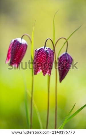 3 Colorful magenta and pink flowers with checkered pattern of Fritillaria meleagris called snake's head, chess flower, frog-cup or fritillary. Translucent tepals back lit by sun in a springtime garden