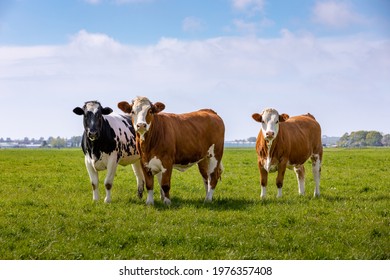 3 curious cows in a green grass pasture in Sassenheim the Netherlands.