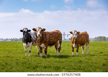 3 curious cows in a green grass pasture in Sassenheim the Netherlands.