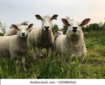 3 Curious sheep’s staring in the camera.