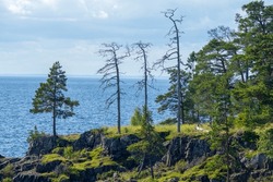 3 Dead Pine Trees On The Coast Against The Background Of Lake Ladoga