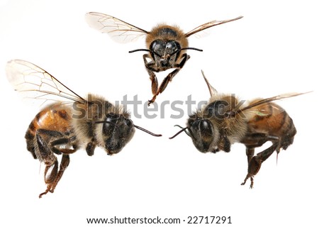 3 Different Angles of a North American Honey Bee With Stinger Attached