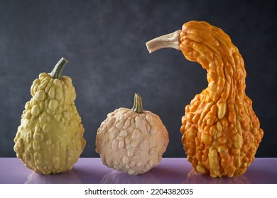 3 Different Types Of Pumpkins, Black Background, Purple Table. Bizarre  Food -  Green, Orange, White Pumpkin