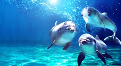 3 Dolphins Smiling In The Ocean