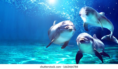 3 dolphins smiling in the ocean