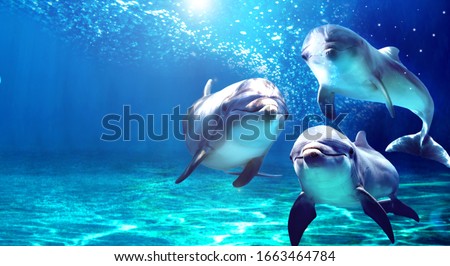 3 dolphins smiling in the ocean