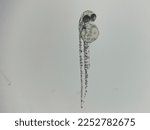 3 dpf zebrafish larvae out of it’s chorion.