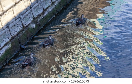 3 Ducks Swim In A Shallow River To The Right, Against The Backdrop Of A Concrete Wall