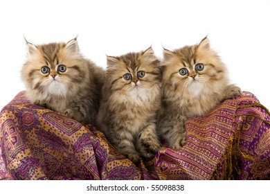 3 Golden Chinchilla Persian Kittens On Stock Photo Edit Now 5509