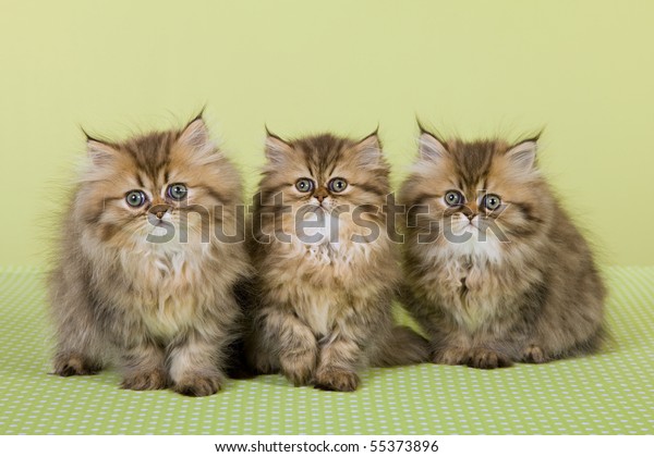 3 Golden Chinchilla Persian Kittens On Stock Photo Edit Now