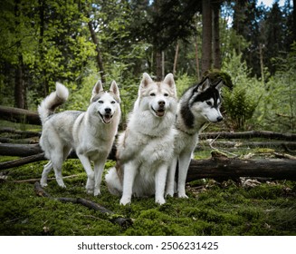 3 husky's in het bos poserend voor de camera