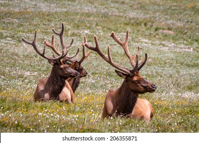 3 large male bull elk laying in yellow wildflowers in mountain meadow - Powered by Shutterstock