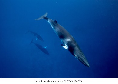 3 Minke Whales Swimming Together In The Ocean