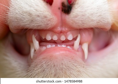 3 Month Old Cat Teeth