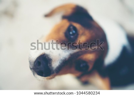 Similar – Legs of Couple and jack russell dog are sitting by the fireplace