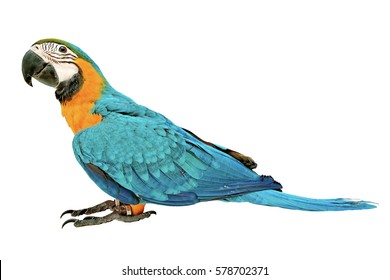 3 Months male blue and yellow macaw parrot isolated on white background.