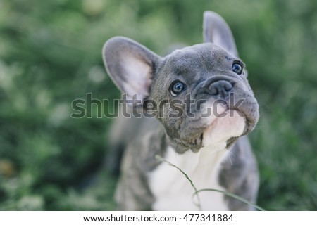 3 months old blue french bulldog