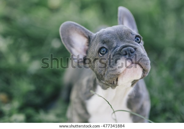 3 months old blue french\
bulldog