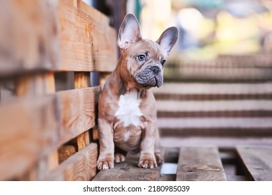 3 months old blue red fawn French Bulldog dog puppy  - Shutterstock ID 2180985039