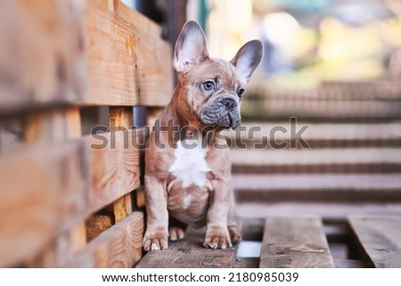 3 months old blue red fawn French Bulldog dog puppy 
