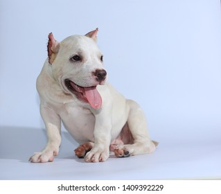 3 Months Pitbull Dog On White Stock Photo 1409394890 | Shutterstock