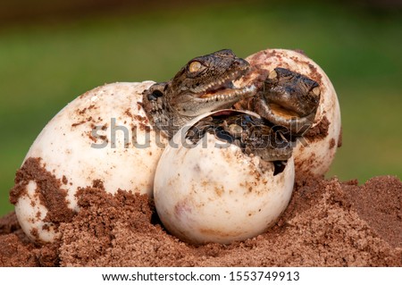 3 Nile Crocodiles hatching out of eggs