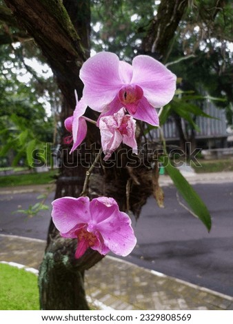 3 phases of orchid flower, blooming, almost wilting and wilting