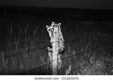 3 Raccoons On A Fence Post